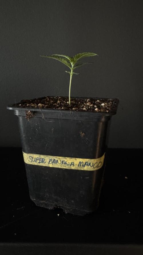 Grow 7.6 | Green House | Super Banana. Week 1