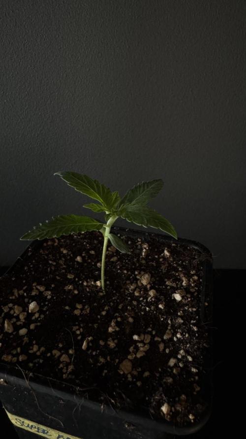 Grow 7.6 | Green House | Super Banana. Week 1