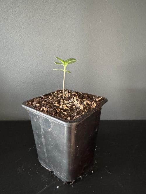 Grow 7.3 Kannabia | Mexican Sativa Fem.. Week 1