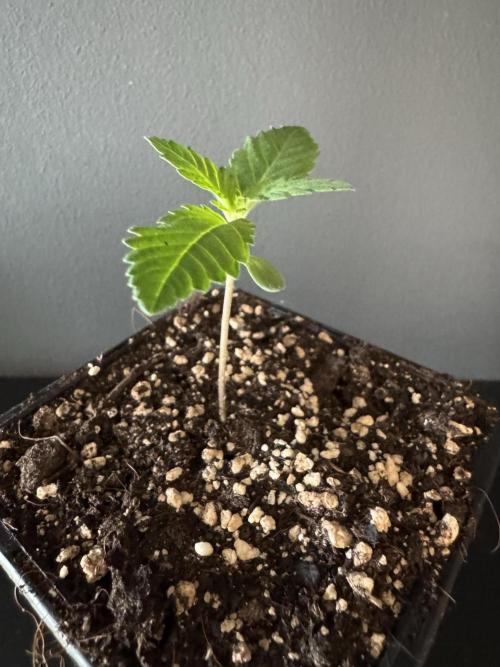 Grow 7.3 Kannabia | Mexican Sativa Fem.. Week 1