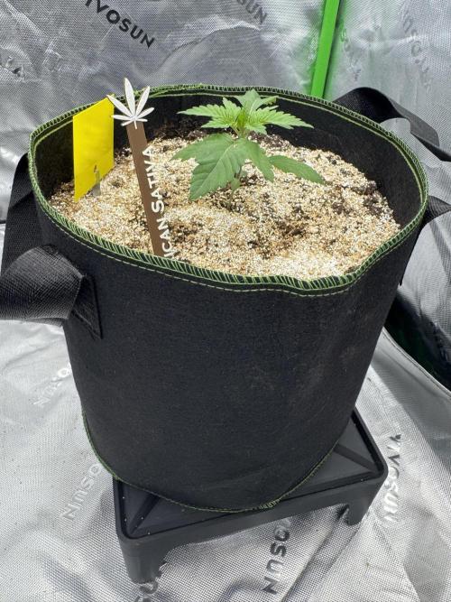 Grow 7.3 Kannabia | Mexican Sativa Fem.. Week 2