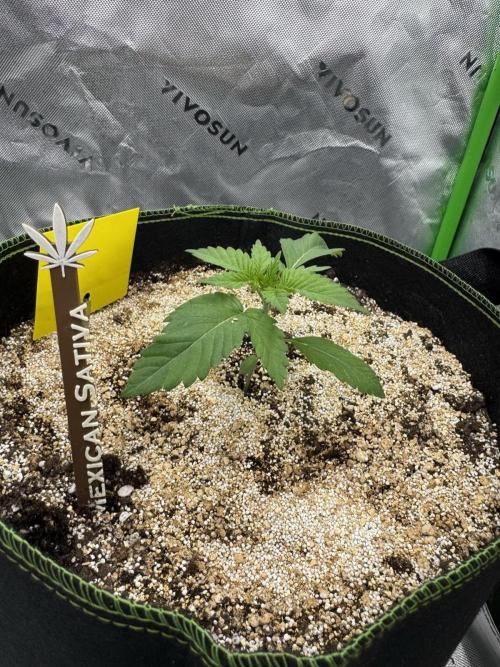 Grow 7.3 Kannabia | Mexican Sativa Fem.. Week 2