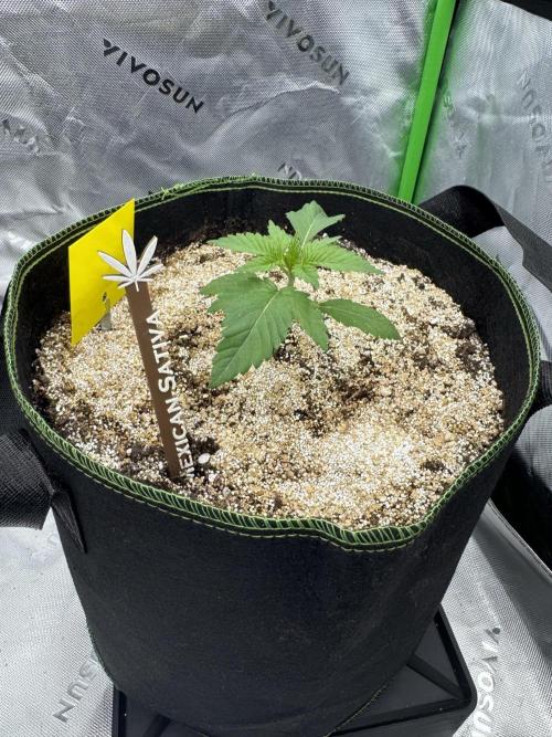 Grow 7.3 Kannabia | Mexican Sativa Fem.. Week 2
