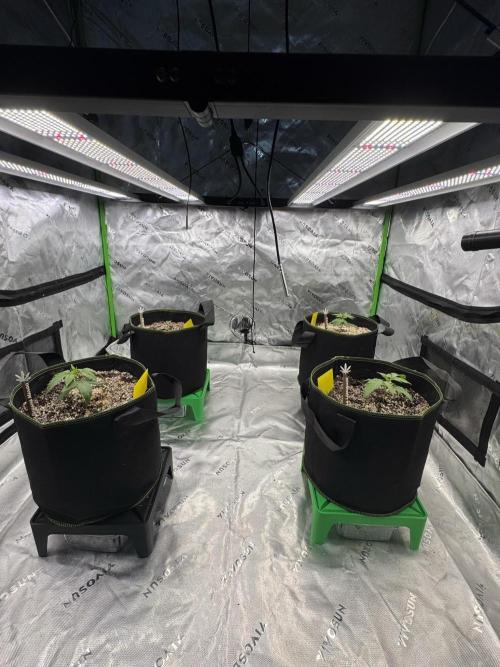 Grow 7.3 Kannabia | Mexican Sativa Fem.. Week 2
