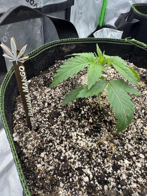 Grow 7.6 | Green House | Super Banana. Week 2