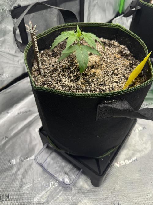 Grow 7.6 | Green House | Super Banana. Week 2