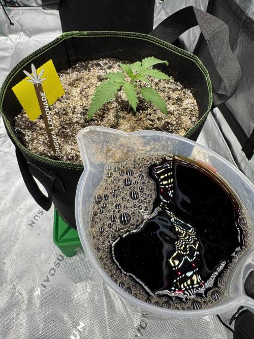 Grow 7.5 | Green House | Shishka Lemon. Week 2