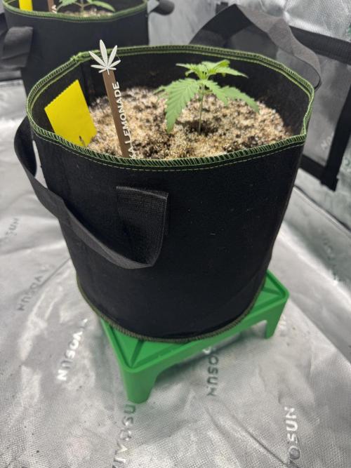 Grow 7.5 | Green House | Shishka Lemon. Week 2