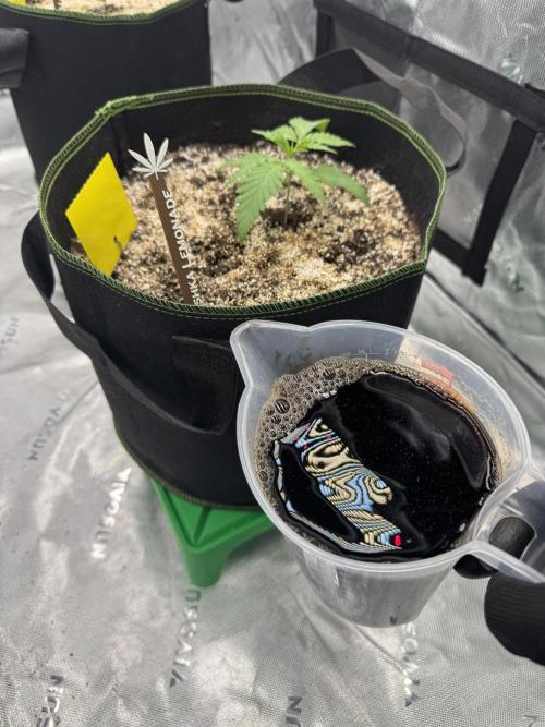 Grow 7.5 | Green House | Shishka Lemon. Week 2