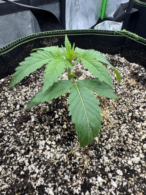 Grow 7.5 | Green House | Shishka Lemon. Week 2