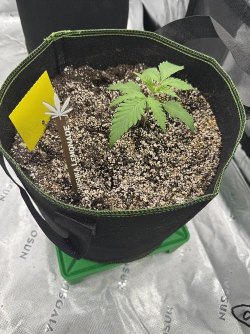 Grow 7.5 | Green House | Shishka Lemon. Week 2