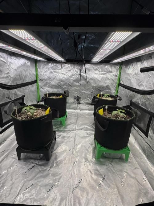 Grow 7.5 | Green House | Shishka Lemon. Week 2