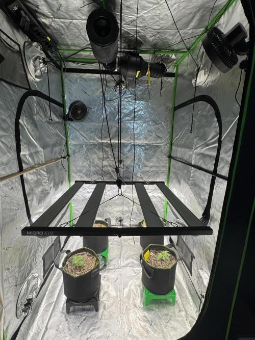 Grow 7.5 | Green House | Shishka Lemon. Week 2