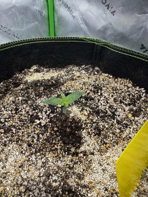 Grow 7.4 | Zamnesia| GMO Cookies. Week 2