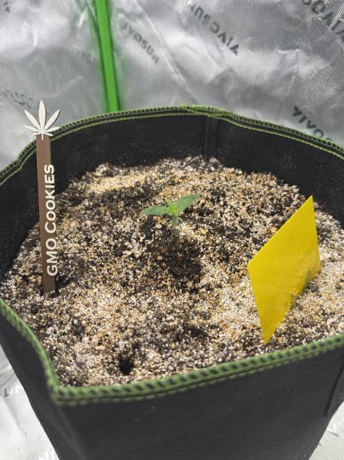 Grow 7.4 | Zamnesia| GMO Cookies. Week 2
