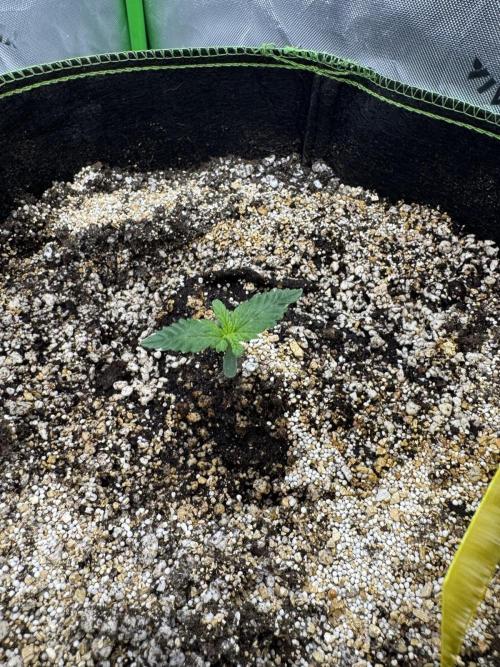 Grow 7.4 | Zamnesia| GMO Cookies. Week 2