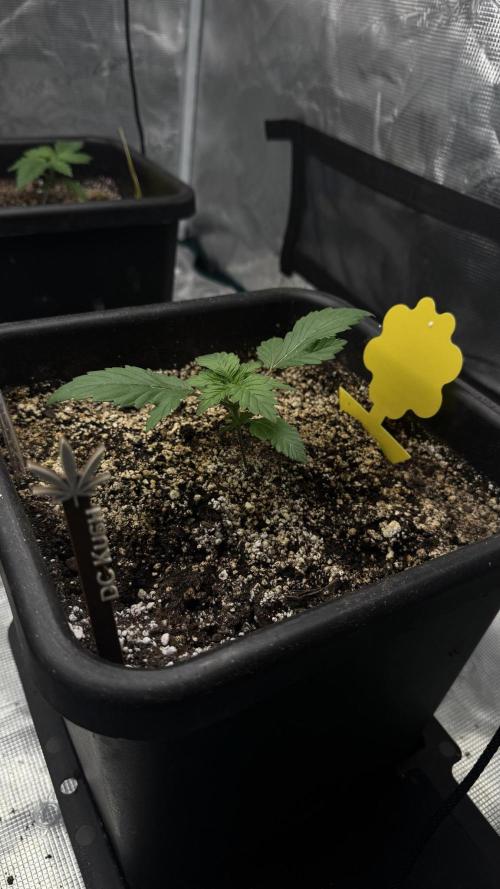 Grow 7.1  | Doctors Choice | DC Kush. Week 2