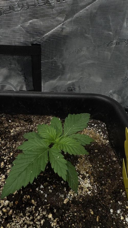 Grow 7.1  | Doctors Choice | DC Kush. Week 2