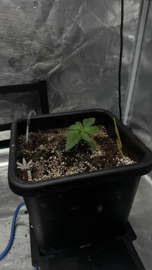 Grow 7.1  | Doctors Choice | DC Kush. Week 2
