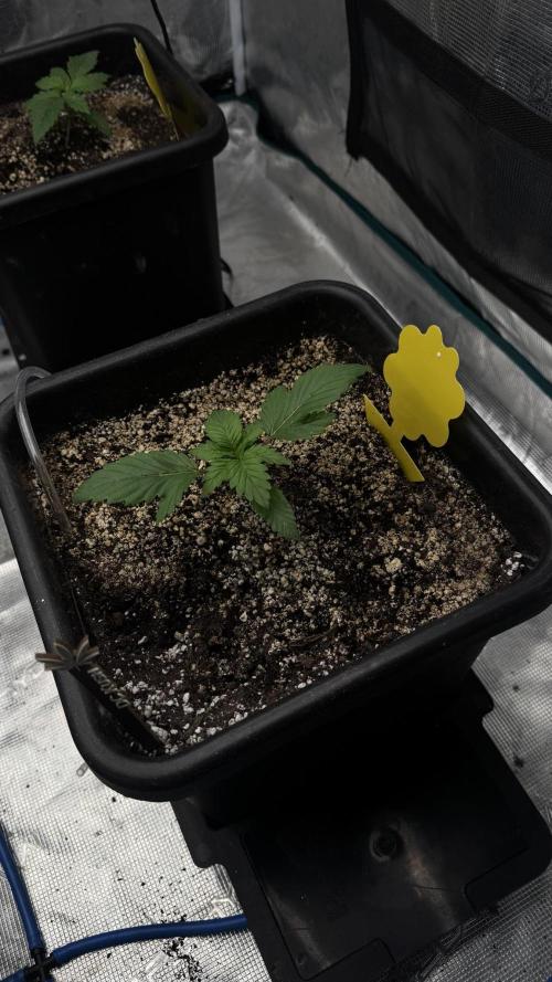 Grow 7.1  | Doctors Choice | DC Kush. Week 2