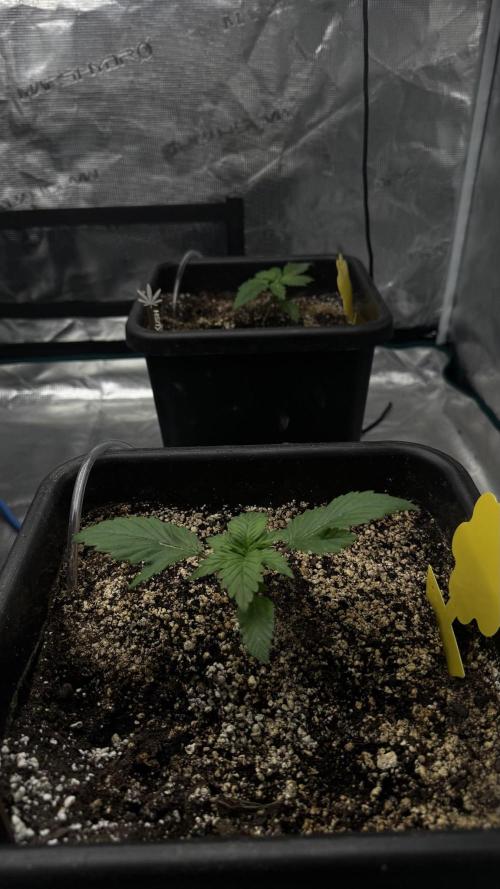 Grow 7.1  | Doctors Choice | DC Kush. Week 2