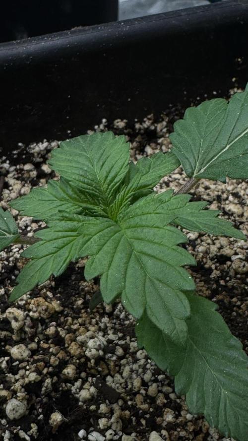 Grow 7.1  | Doctors Choice | DC Kush. Week 2