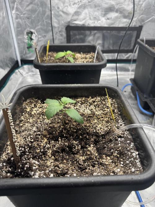 Grow 7.7 | Terpyz | Spicy Temp. RG. Week 2
