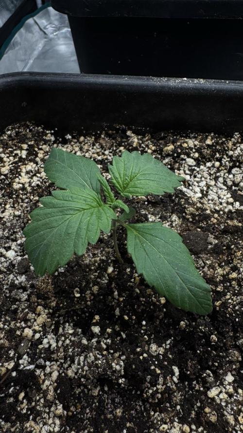 Grow 7.7 | Terpyz | Spicy Temp. RG. Week 2