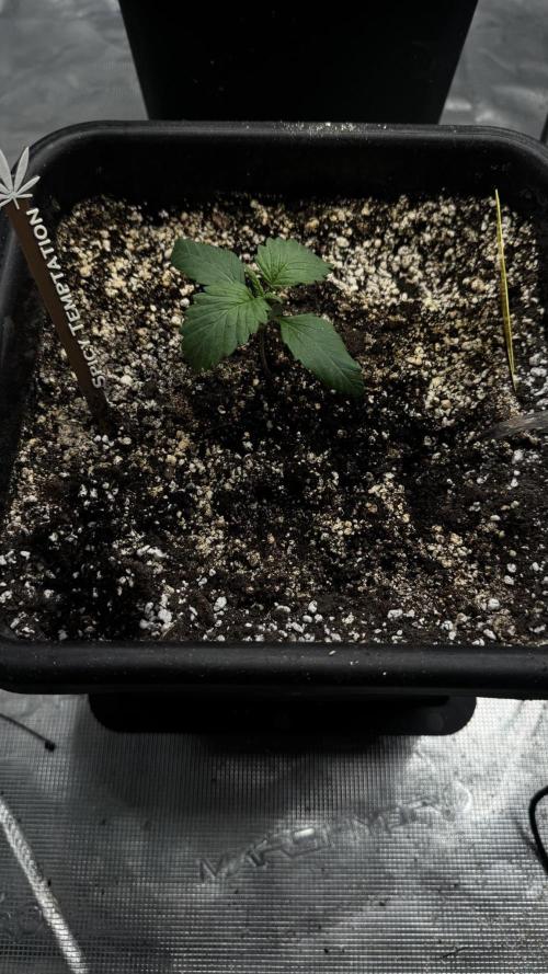 Grow 7.7 | Terpyz | Spicy Temp. RG. Week 2