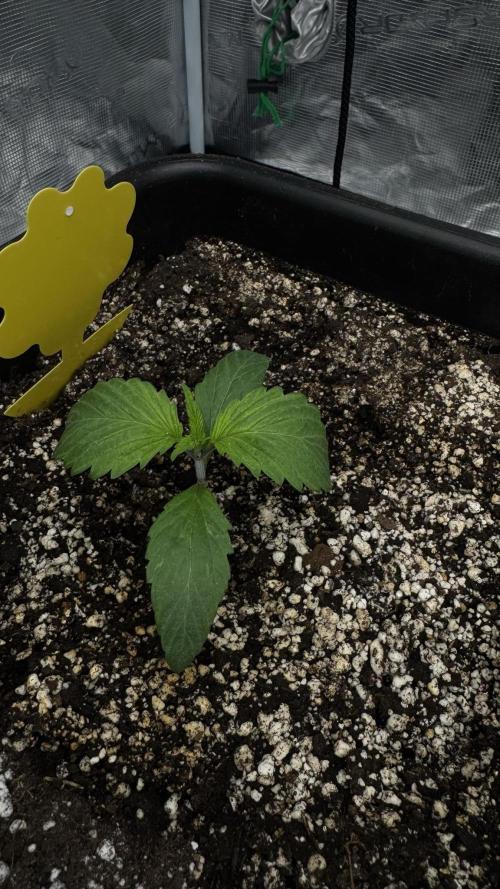 Grow 7.7 | Terpyz | Spicy Temp. RG. Week 2