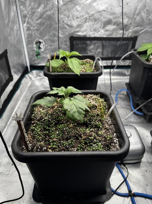 Grow 7.7 | Terpyz | Spicy Temp. RG. Week 3