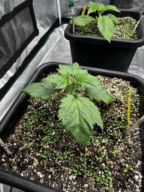 Grow 7.7 | Terpyz | Spicy Temp. RG. Week 3
