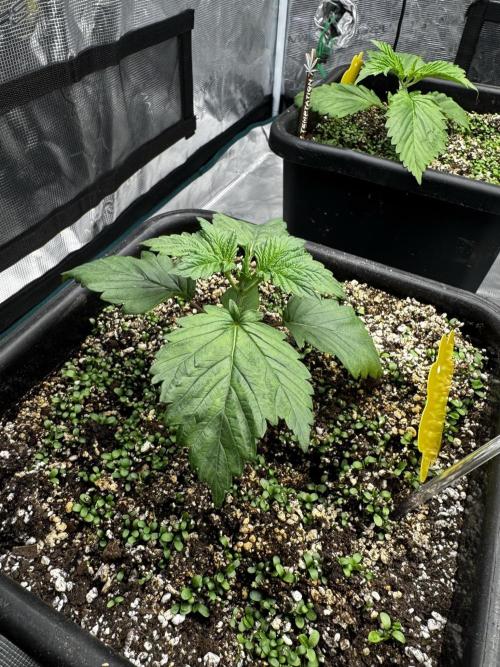 Grow 7.7 | Terpyz | Spicy Temp. RG. Week 3