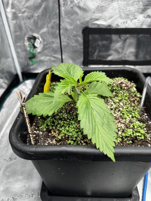 Grow 7.7 | Terpyz | Spicy Temp. RG. Week 3
