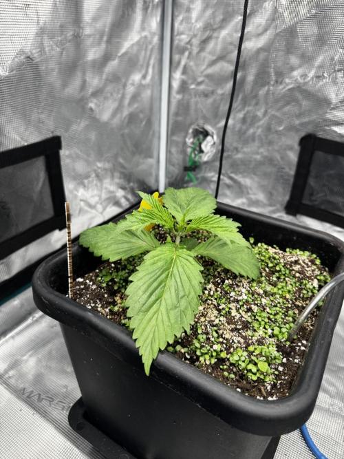 Grow 7.7 | Terpyz | Spicy Temp. RG. Week 3