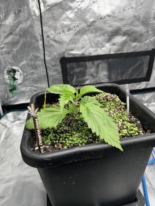 Grow 7.7 | Terpyz | Spicy Temp. RG. Week 3