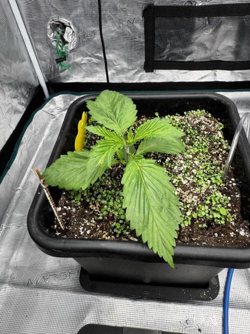 Grow 7.7 | Terpyz | Spicy Temp. RG. Week 3