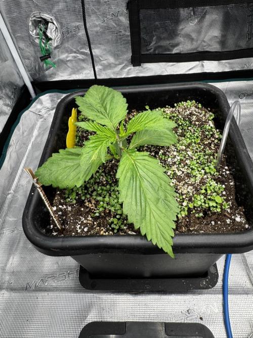 Grow 7.7 | Terpyz | Spicy Temp. RG. Week 3