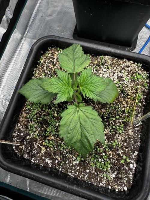 Grow 7.7 | Terpyz | Spicy Temp. RG. Week 3