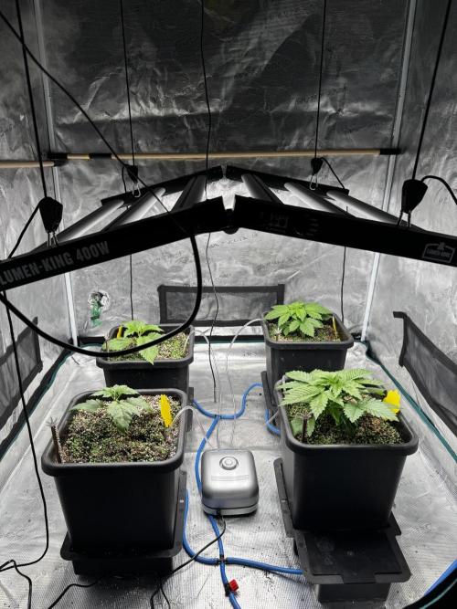 Grow 7.1  | Doctors Choice | DC Kush. Week 3