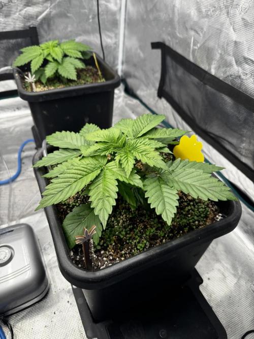 Grow 7.1  | Doctors Choice | DC Kush. Week 3