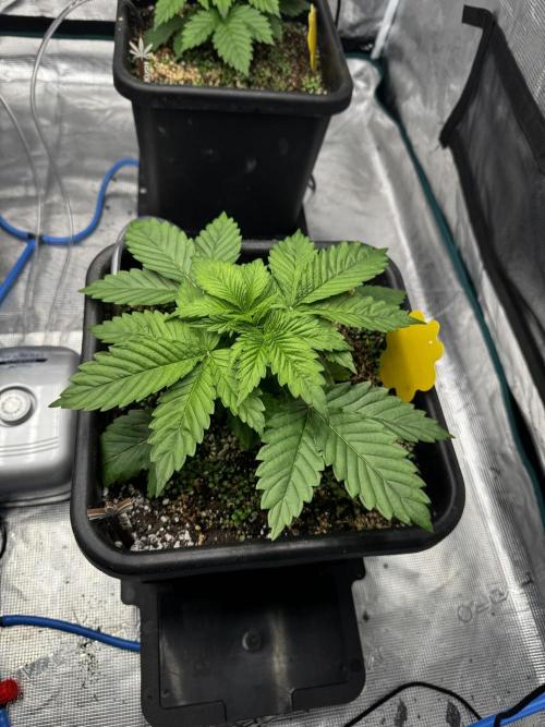 Grow 7.1  | Doctors Choice | DC Kush. Week 3