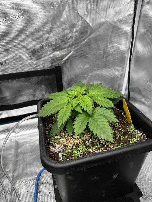 Grow 7.1  | Doctors Choice | DC Kush. Week 3
