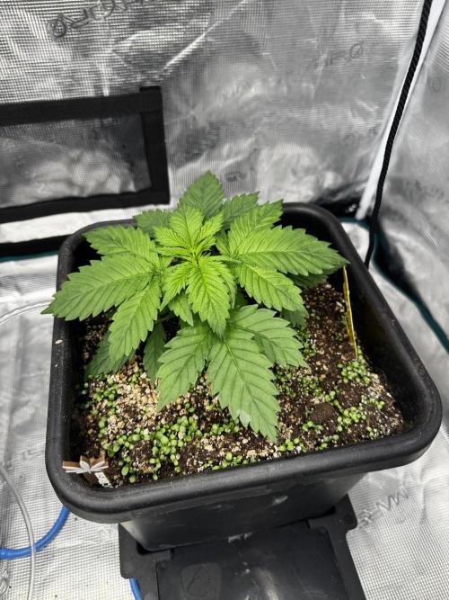 Grow 7.1  | Doctors Choice | DC Kush. Week 3