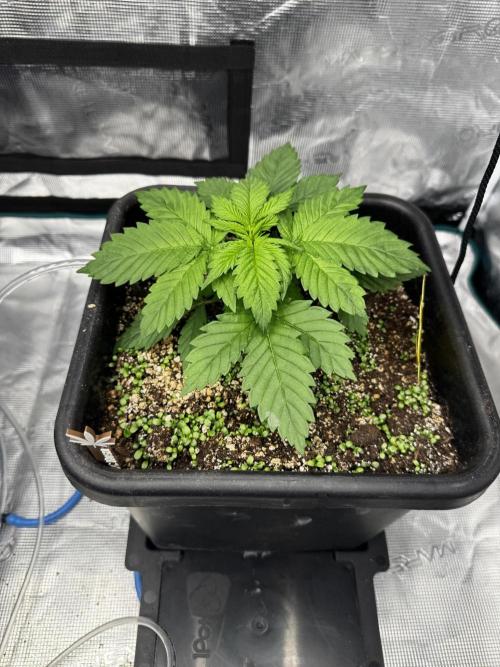 Grow 7.1  | Doctors Choice | DC Kush. Week 3