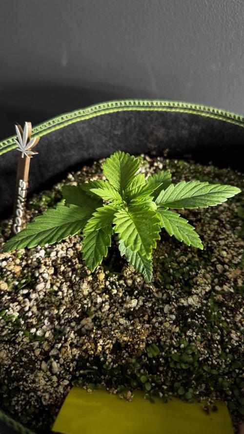Grow 7.4 | Zamnesia| GMO Cookies. Week 3