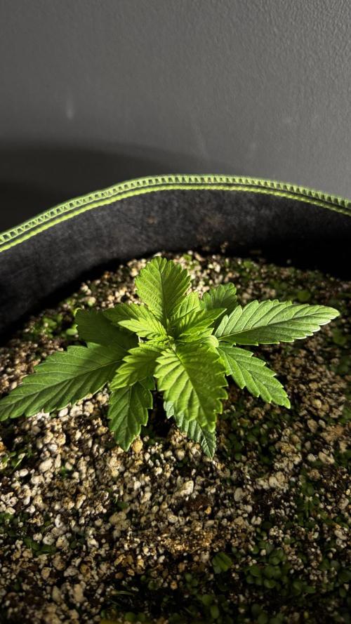 Grow 7.4 | Zamnesia| GMO Cookies. Week 3
