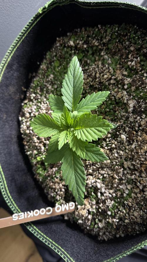 Grow 7.4 | Zamnesia| GMO Cookies. Week 3
