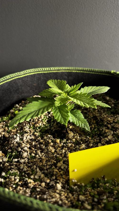 Grow 7.4 | Zamnesia| GMO Cookies. Week 3