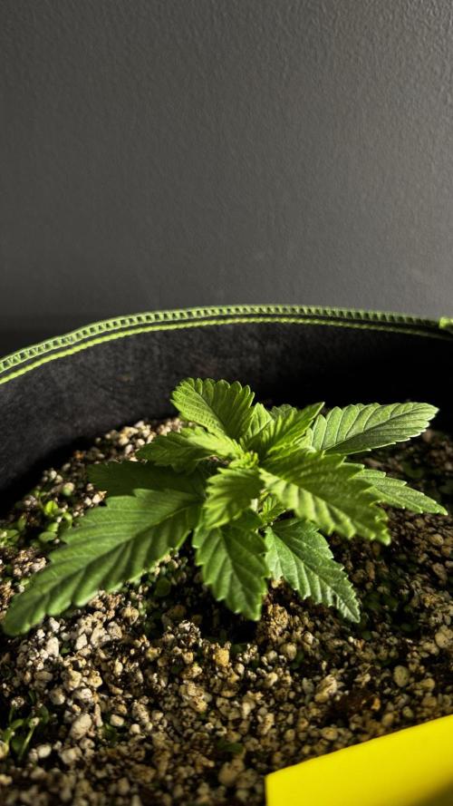Grow 7.4 | Zamnesia| GMO Cookies. Week 3